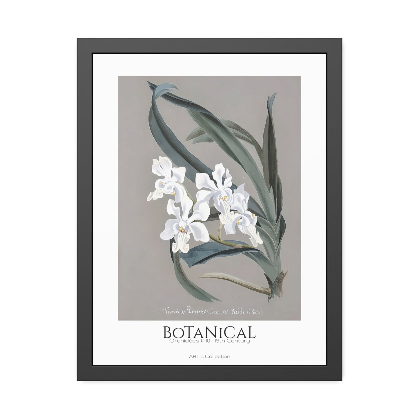 Botanical - Orchidées Pl.10 (19th Century) / Affiche Encadrée série ART's Collection