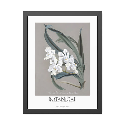 Botanical - Orchidées Pl.10 (19th Century) / Affiche Encadrée série ART's Collection