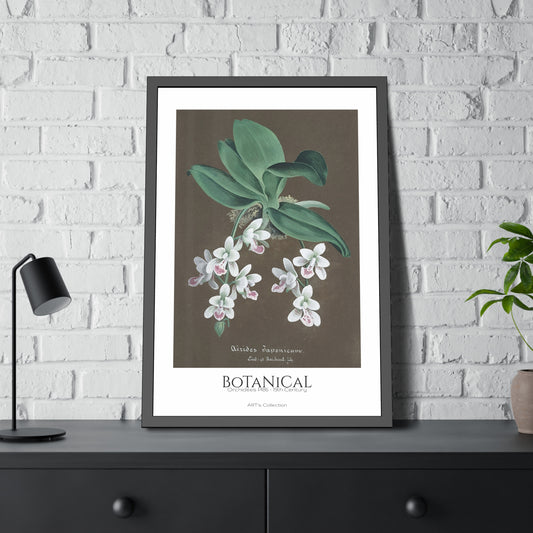 Botanical - Orchidées Pl.86 (19th Century) / Affiche Encadrée série ART's Collection