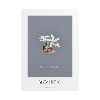Botanical - Orchidées Pl.15 (19th Century) / Affiche imprimée - Série ART's Collection