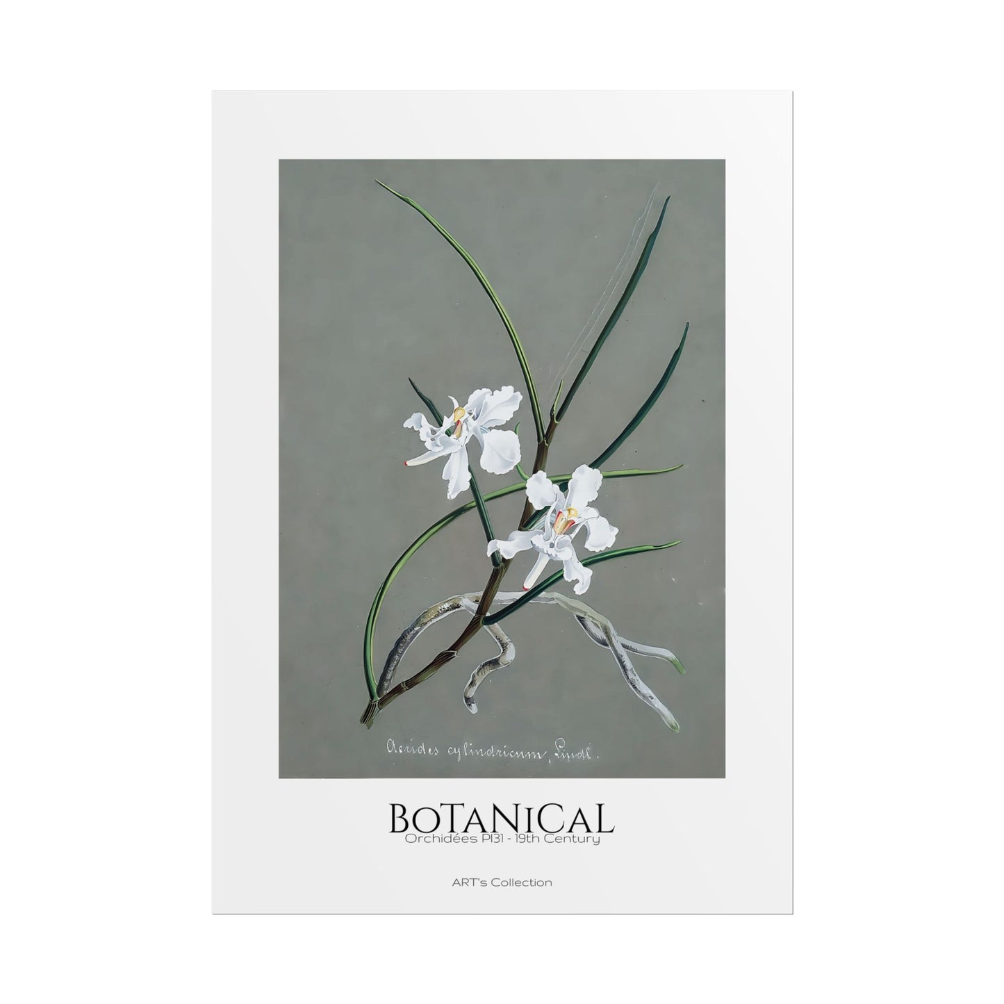 Botanical - Orchidées Pl.31 (19th Century) / Affiche imprimée - Série ART's Collection