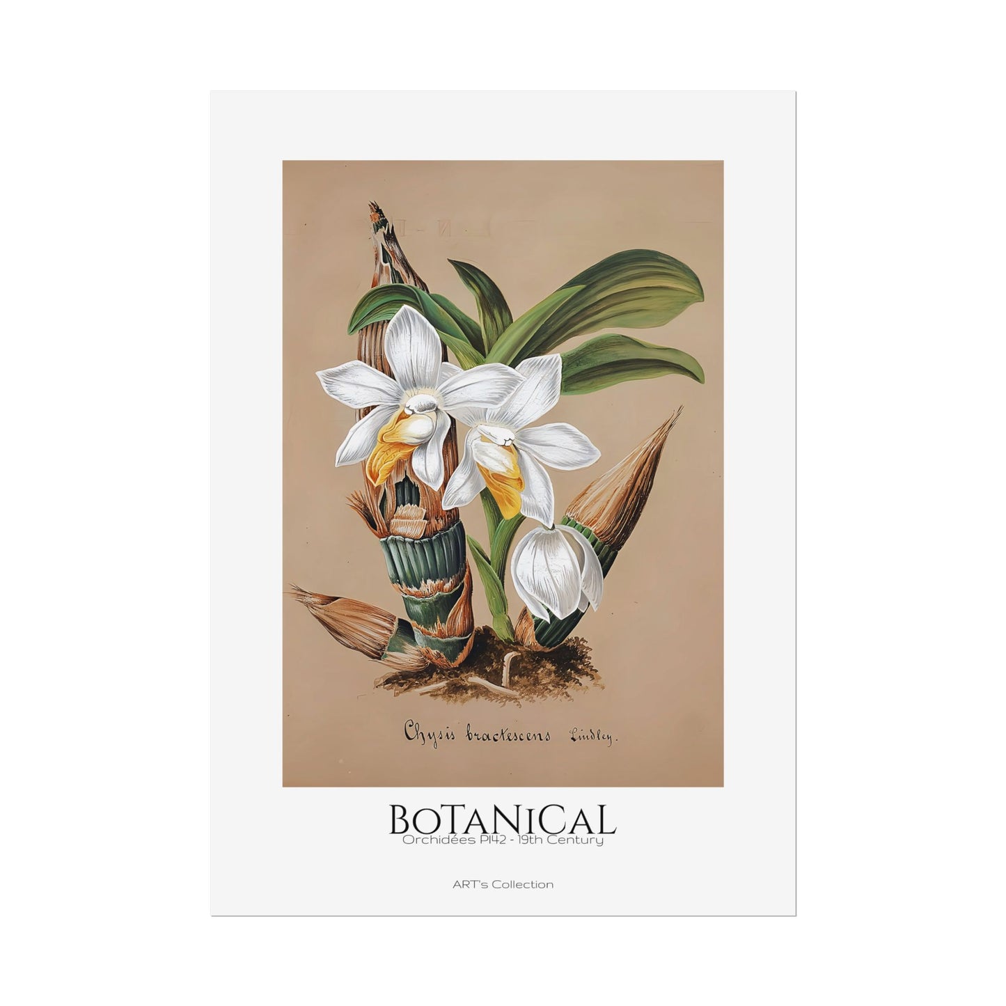 Botanical - Orchidées Pl.42 (19th Century) / Affiche imprimée - Série ART's Collection