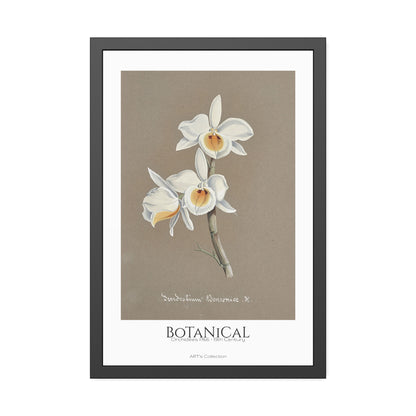 Botanical - Orchidées Pl.66 (19th Century) / Affiche Encadrée série ART's Collection