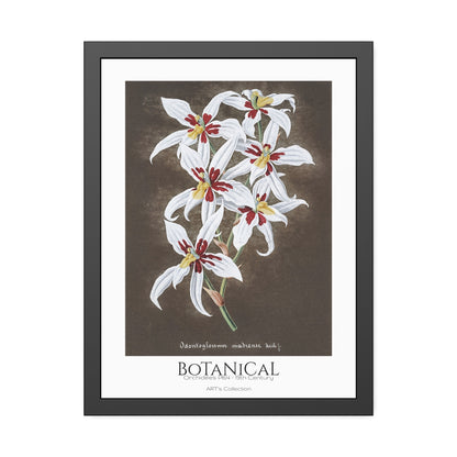Botanical - Orchidées Pl.64 (19th Century) / Affiche Encadrée série ART's Collection