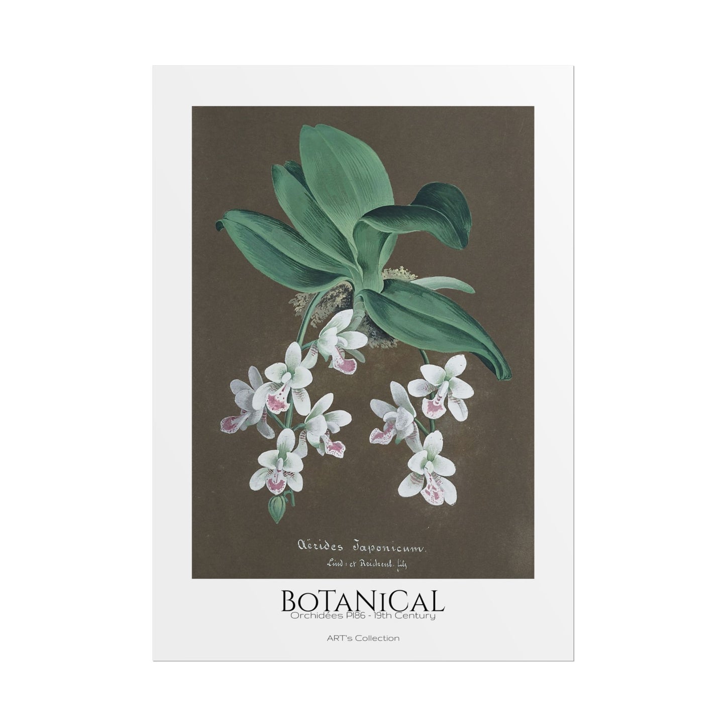 Botanical - Orchidées Pl.86 (19th Century) / Affiche imprimée - Série ART's Collection