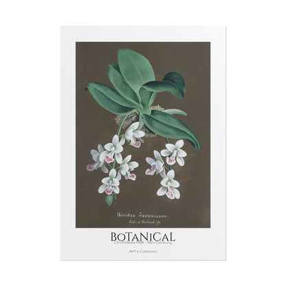 Botanical - Orchidées Pl.86 (19th Century) / Affiche imprimée - Série ART's Collection