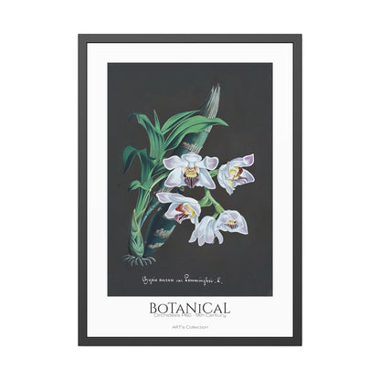 Botanical - Orchidées Pl.60 (19th Century) / Affiche Encadrée série ART's Collection