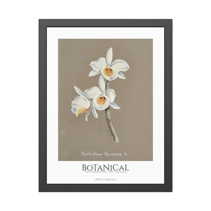 Botanical - Orchidées Pl.66 (19th Century) / Affiche Encadrée série ART's Collection