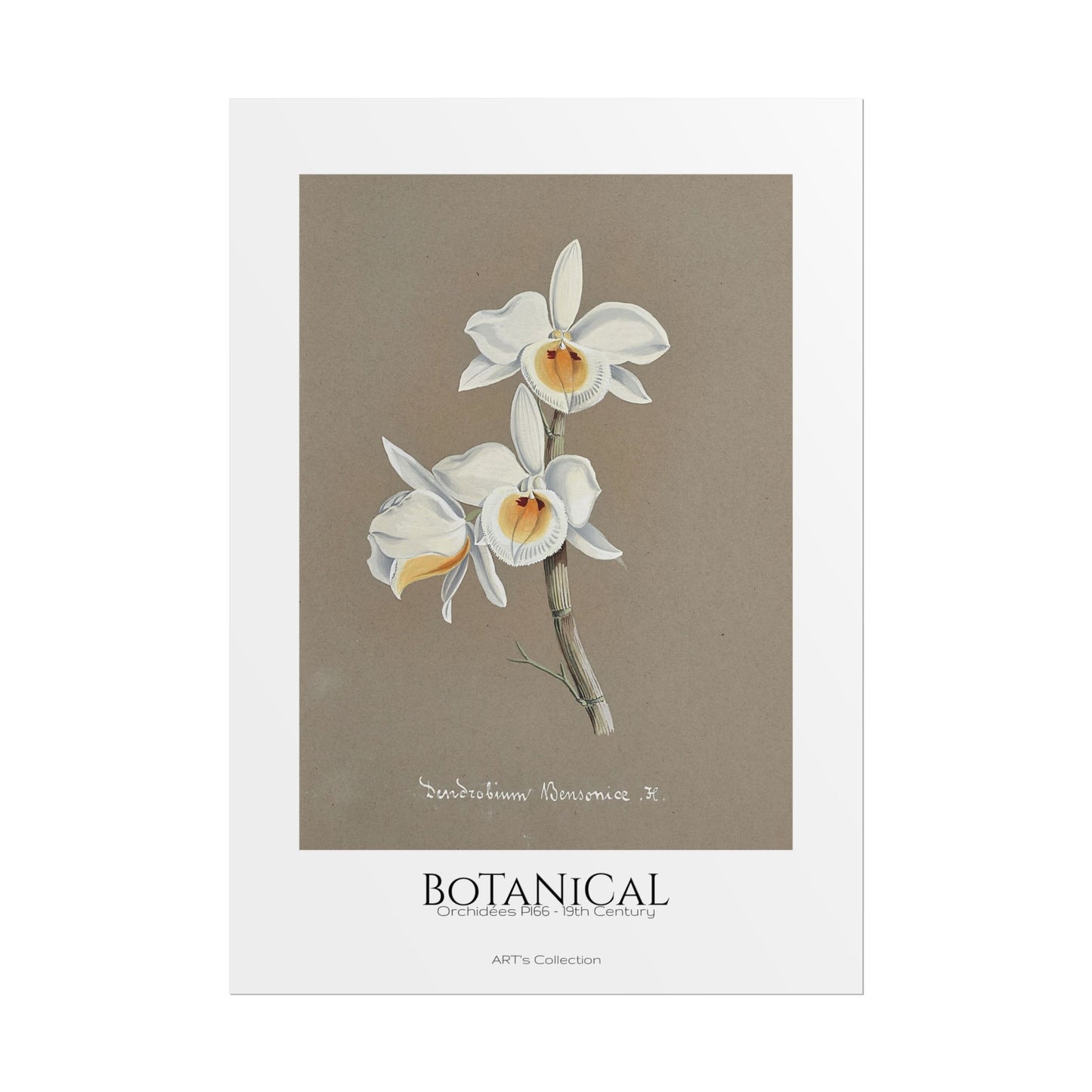 Botanical - Orchidées Pl.66 (19th Century) / Affiche imprimée - Série ART's Collection