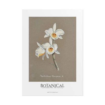 Botanical - Orchidées Pl.66 (19th Century) / Affiche imprimée - Série ART's Collection