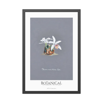 Botanical - Orchidées Pl.15 (19th Century) / Affiche Encadrée série ART's Collection