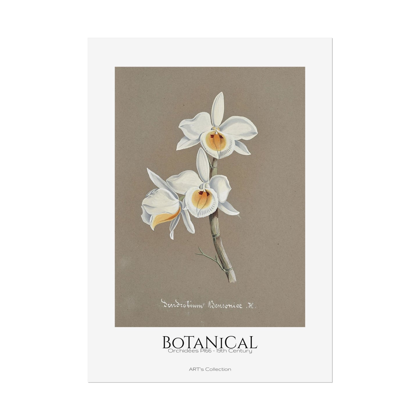 Botanical - Orchidées Pl.66 (19th Century) / Affiche imprimée - Série ART's Collection