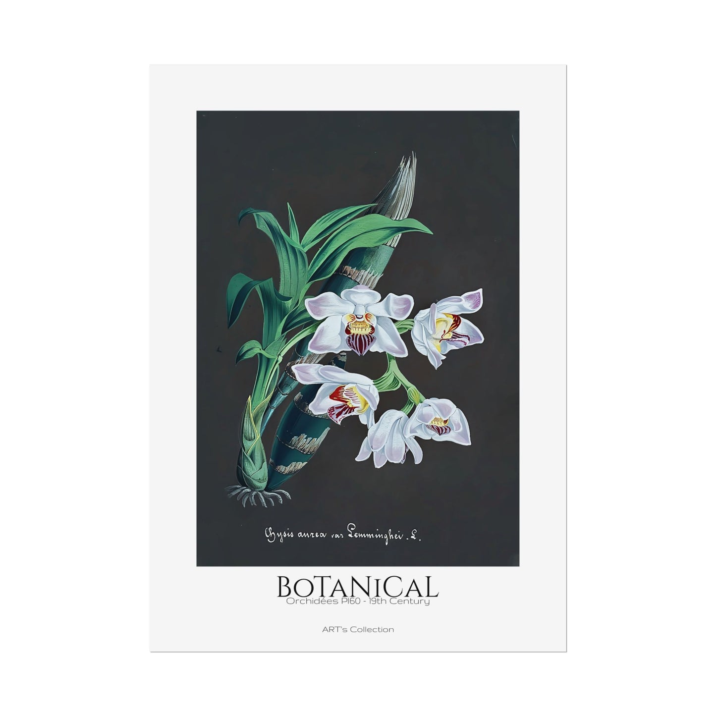 Botanical - Orchidées Pl.60 (19th Century) / Affiche imprimée - Série ART's Collection