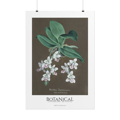 Botanical - Orchidées Pl.86 (19th Century) / Affiche imprimée - Série ART's Collection