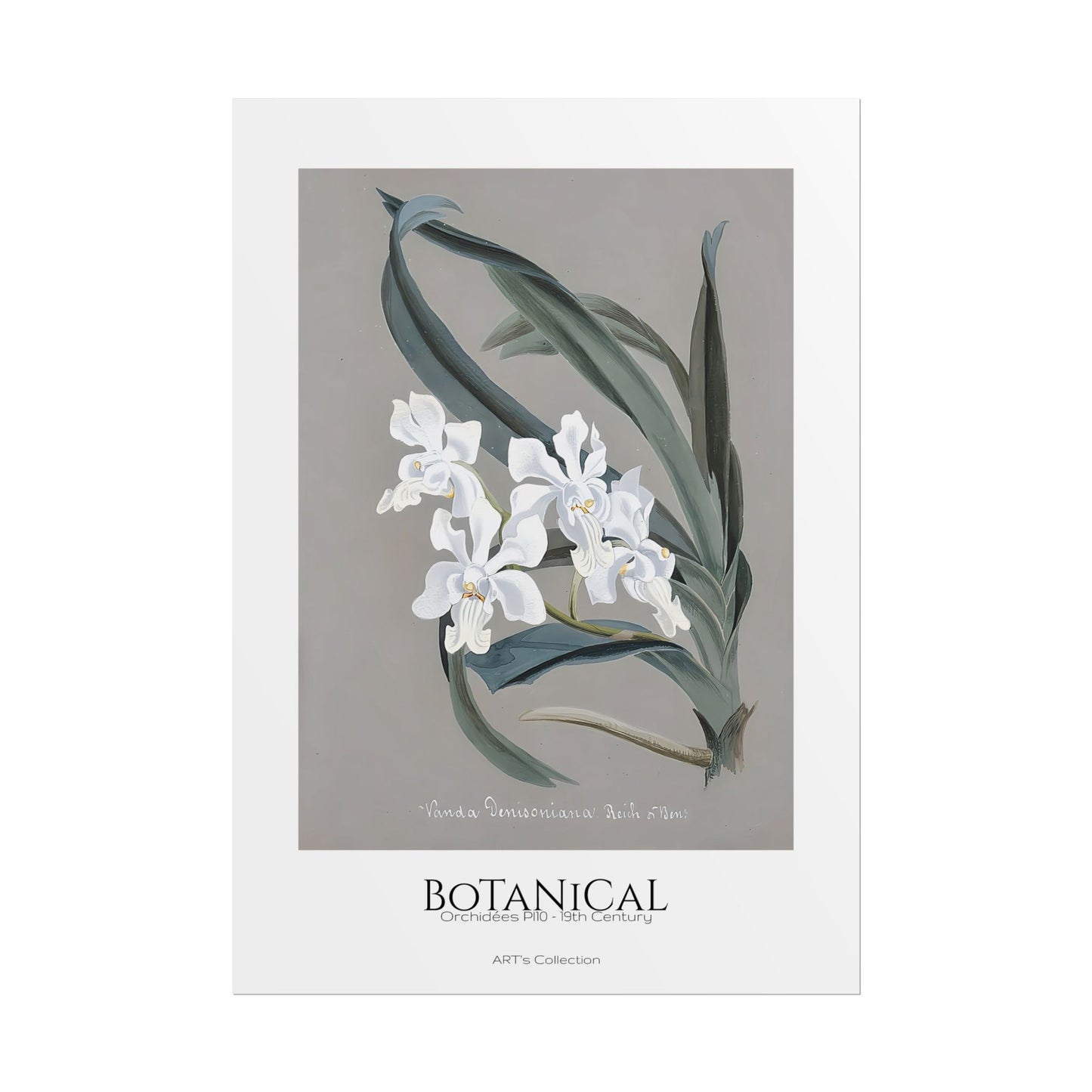 Botanical - Orchidées Pl.10 (19th Century) / Affiche imprimée - Série ART's Collection