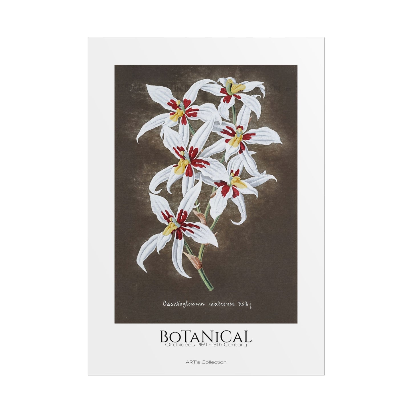 Botanical - Orchidées Pl.64 (19th Century) / Affiche imprimée - Série ART's Collection