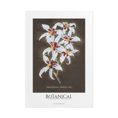 Botanical - Orchidées Pl.64 (19th Century) / Affiche imprimée - Série ART's Collection