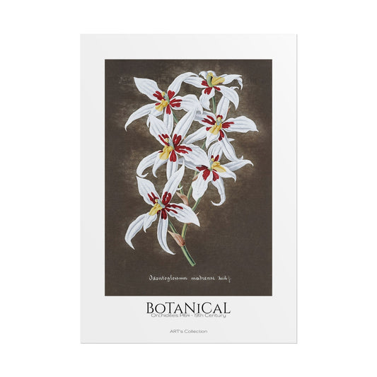 Botanical - Orchidées Pl.64 (19th Century) / Affiche imprimée - Série ART's Collection