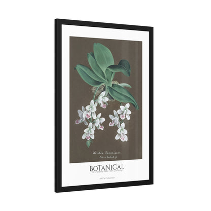 Botanical - Orchidées Pl.86 (19th Century) / Affiche Encadrée série ART's Collection