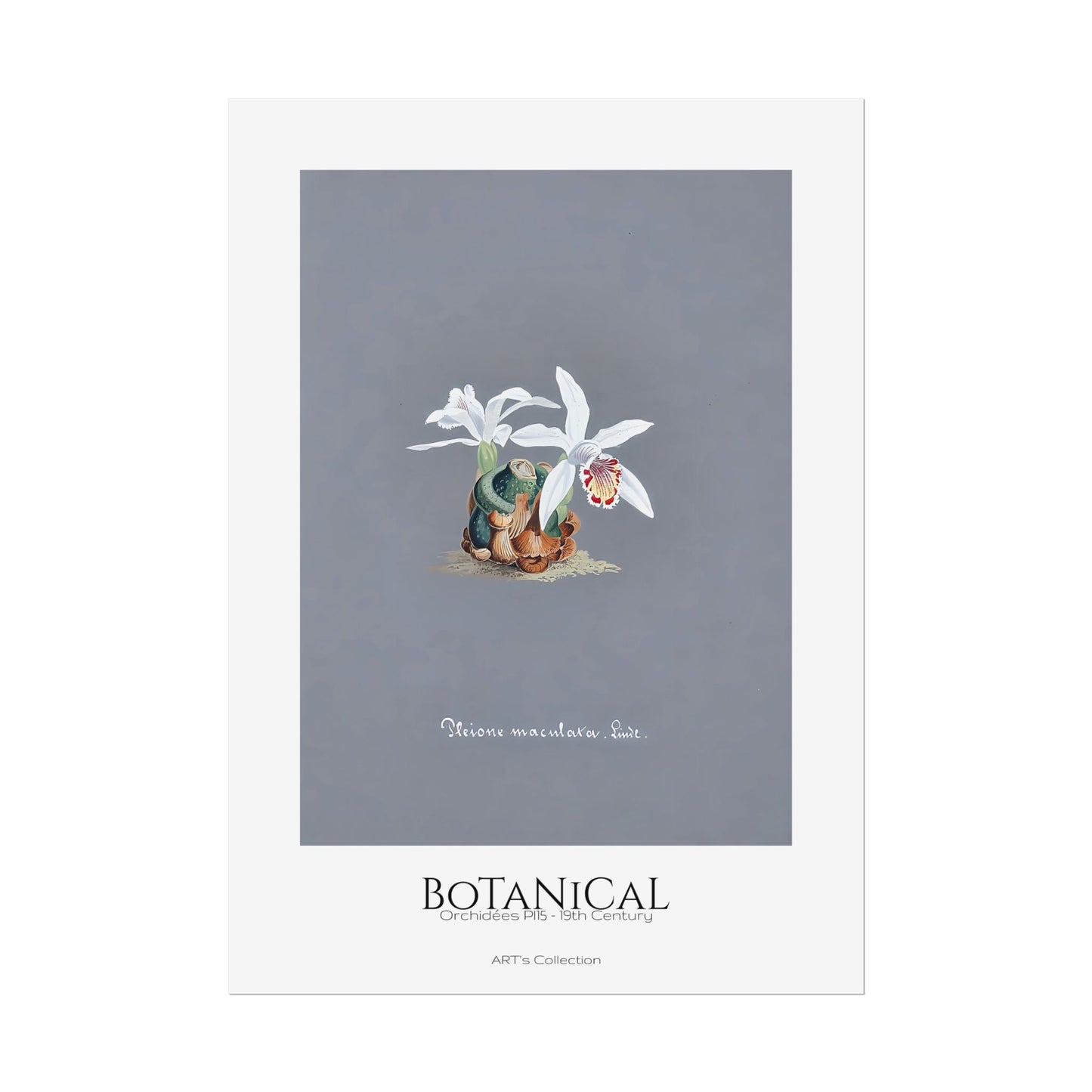 Botanical - Orchidées Pl.15 (19th Century) / Affiche imprimée - Série ART's Collection