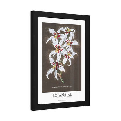 Botanical - Orchidées Pl.64 (19th Century) / Affiche Encadrée série ART's Collection
