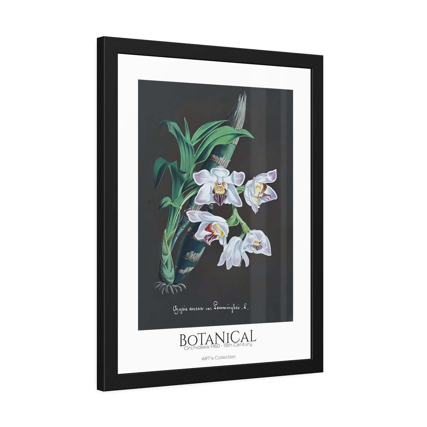 Botanical - Orchidées Pl.60 (19th Century) / Affiche Encadrée série ART's Collection