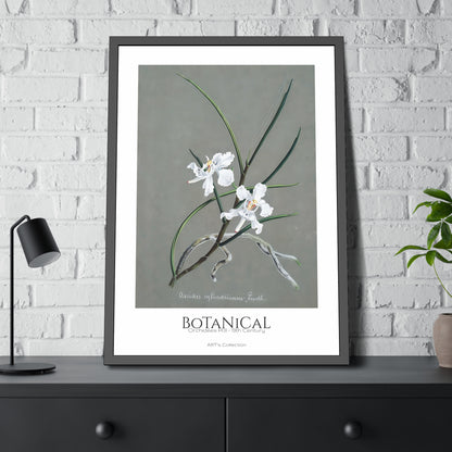 Botanical - Orchidées Pl.31 (19th Century) / Affiche Encadrée série ART's Collection