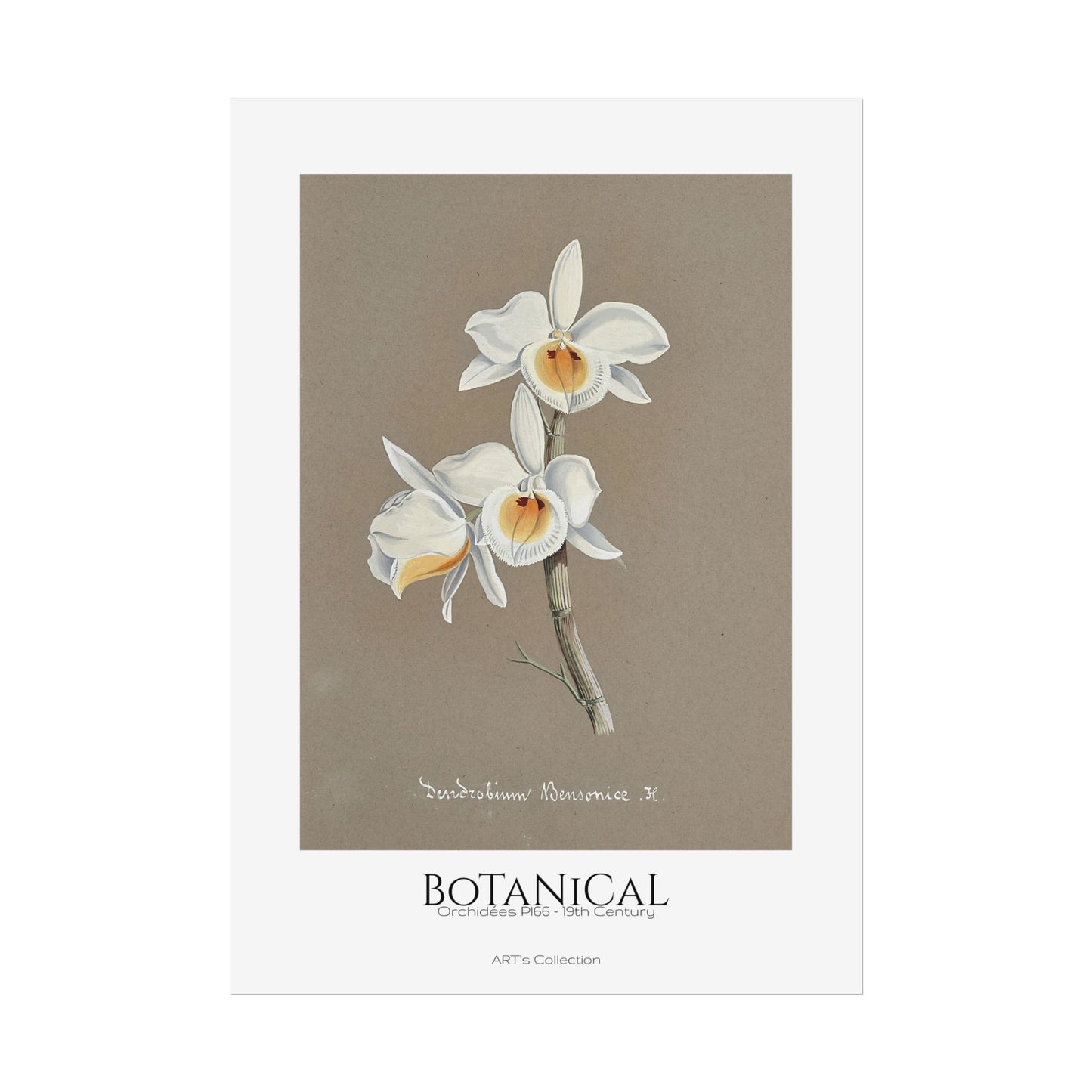 Botanical - Orchidées Pl.66 (19th Century) / Affiche imprimée - Série ART's Collection