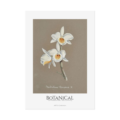 Botanical - Orchidées Pl.66 (19th Century) / Affiche imprimée - Série ART's Collection