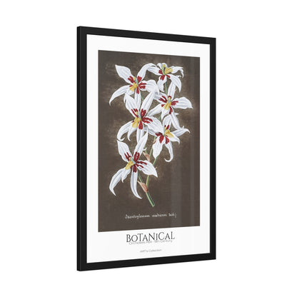 Botanical - Orchidées Pl.64 (19th Century) / Affiche Encadrée série ART's Collection