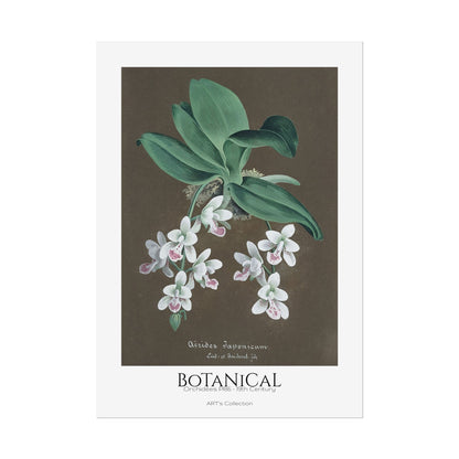 Botanical - Orchidées Pl.86 (19th Century) / Affiche imprimée - Série ART's Collection