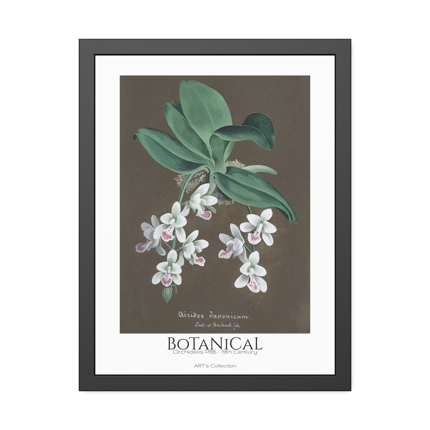 Botanical - Orchidées Pl.86 (19th Century) / Affiche Encadrée série ART's Collection