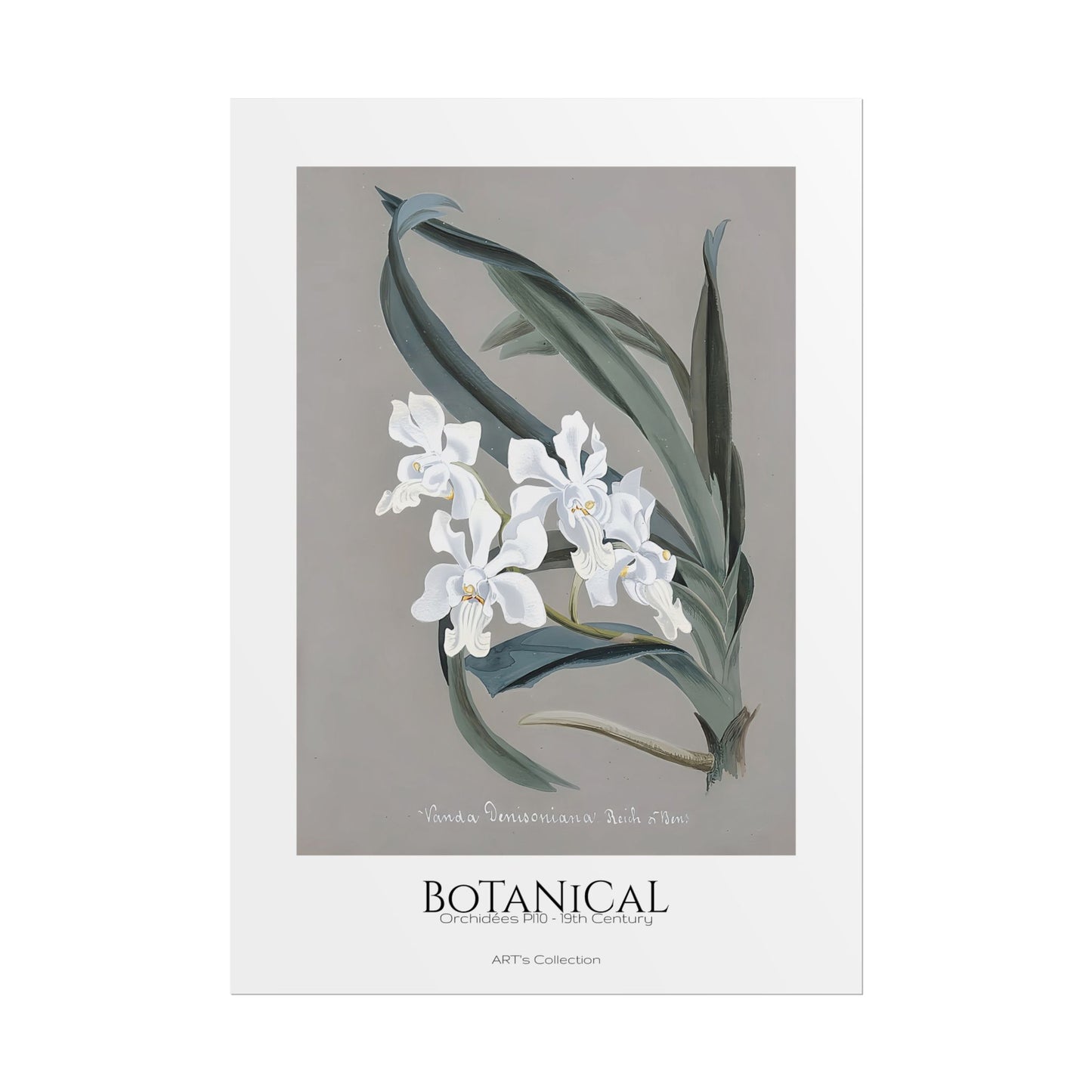 Botanical - Orchidées Pl.10 (19th Century) / Affiche imprimée - Série ART's Collection