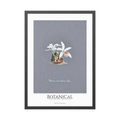 Botanical - Orchidées Pl.15 (19th Century) / Affiche Encadrée série ART's Collection
