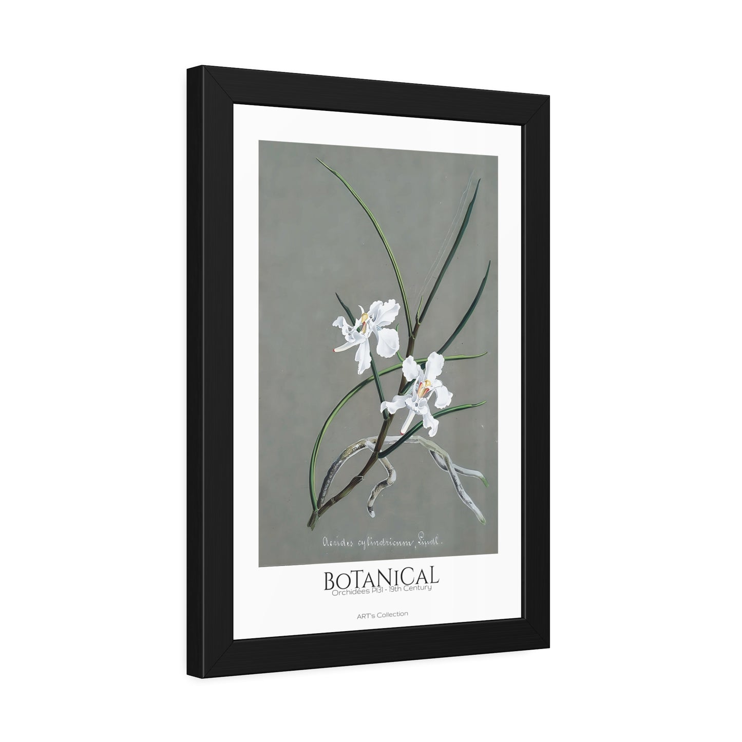 Botanical - Orchidées Pl.31 (19th Century) / Affiche Encadrée série ART's Collection