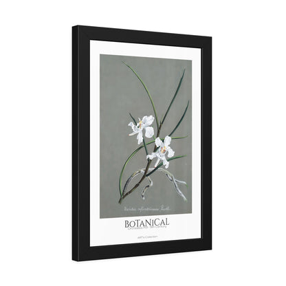 Botanical - Orchidées Pl.31 (19th Century) / Affiche Encadrée série ART's Collection