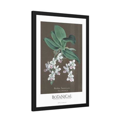 Botanical - Orchidées Pl.86 (19th Century) / Affiche Encadrée série ART's Collection