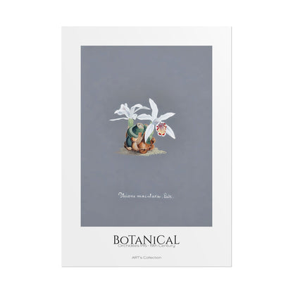 Botanical - Orchidées Pl.15 (19th Century) / Affiche imprimée - Série ART's Collection