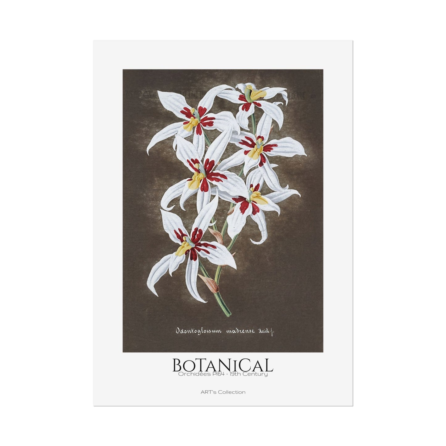 Botanical - Orchidées Pl.64 (19th Century) / Affiche imprimée - Série ART's Collection
