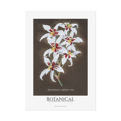 Botanical - Orchidées Pl.64 (19th Century) / Affiche imprimée - Série ART's Collection