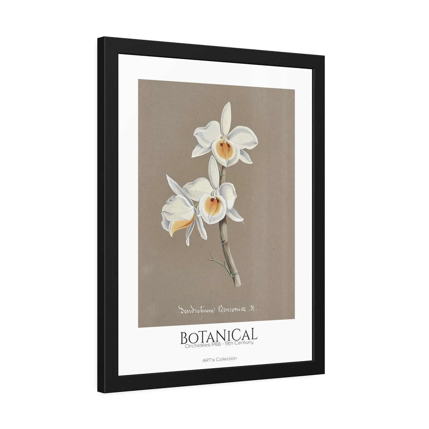 Botanical - Orchidées Pl.66 (19th Century) / Affiche Encadrée série ART's Collection