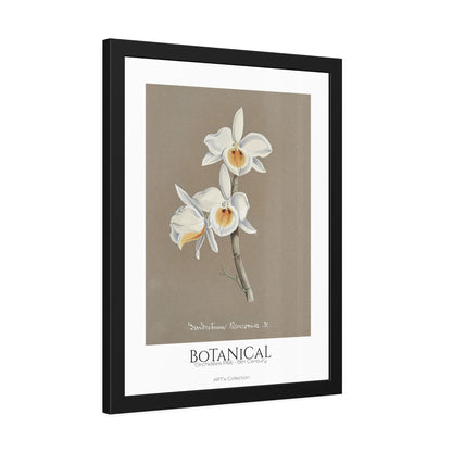 Botanical - Orchidées Pl.66 (19th Century) / Affiche Encadrée série ART's Collection