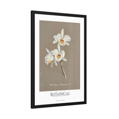 Botanical - Orchidées Pl.66 (19th Century) / Affiche Encadrée série ART's Collection