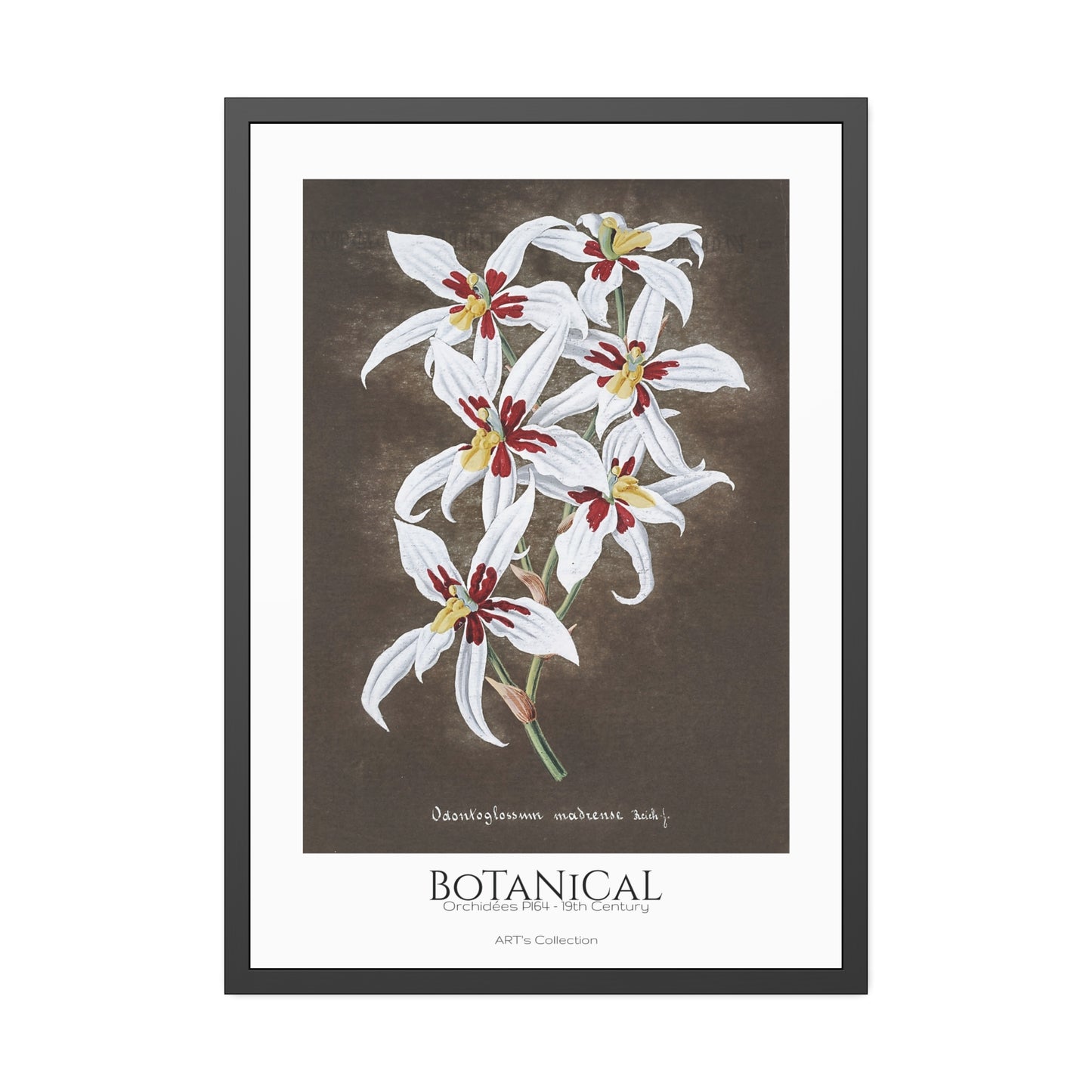 Botanical - Orchidées Pl.64 (19th Century) / Affiche Encadrée série ART's Collection