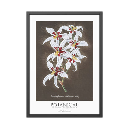 Botanical - Orchidées Pl.64 (19th Century) / Affiche Encadrée série ART's Collection
