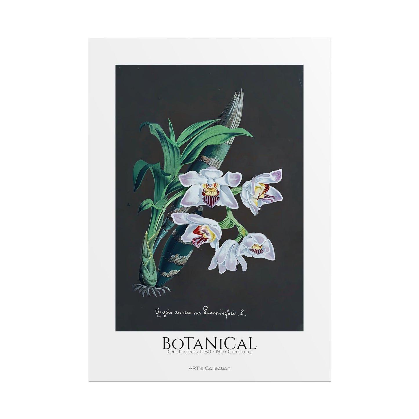 Botanical - Orchidées Pl.60 (19th Century) / Affiche imprimée - Série ART's Collection