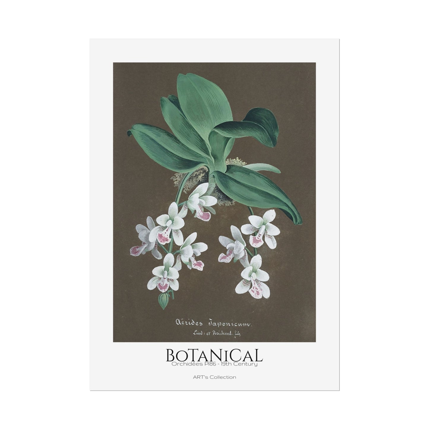 Botanical - Orchidées Pl.86 (19th Century) / Affiche imprimée - Série ART's Collection