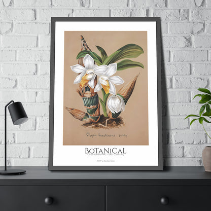 Botanical - Orchidées Pl.42 (19th Century) / Affiche Encadrée série ART's Collection