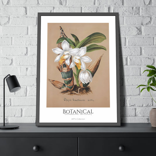 Botanical - Orchidées Pl.42 (19th Century) / Affiche Encadrée série ART's Collection