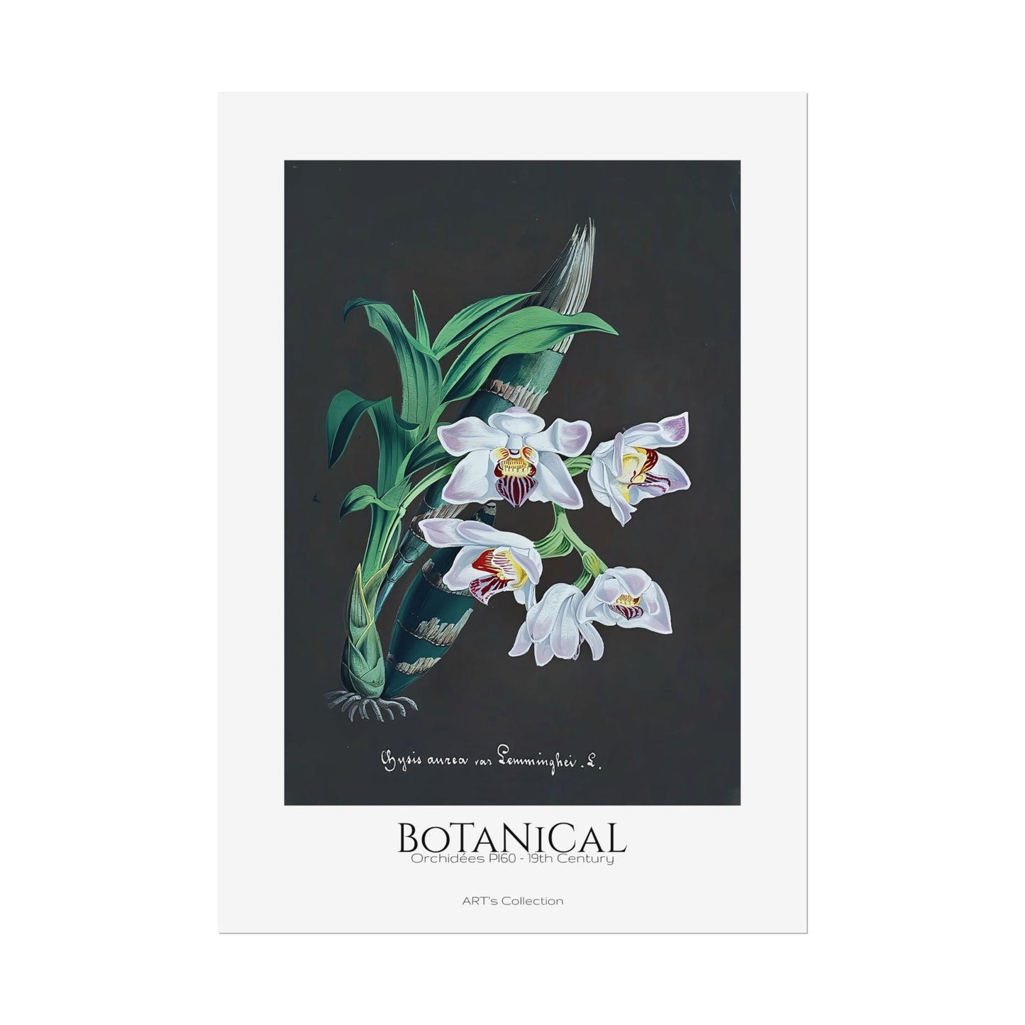 Botanical - Orchidées Pl.60 (19th Century) / Affiche imprimée - Série ART's Collection